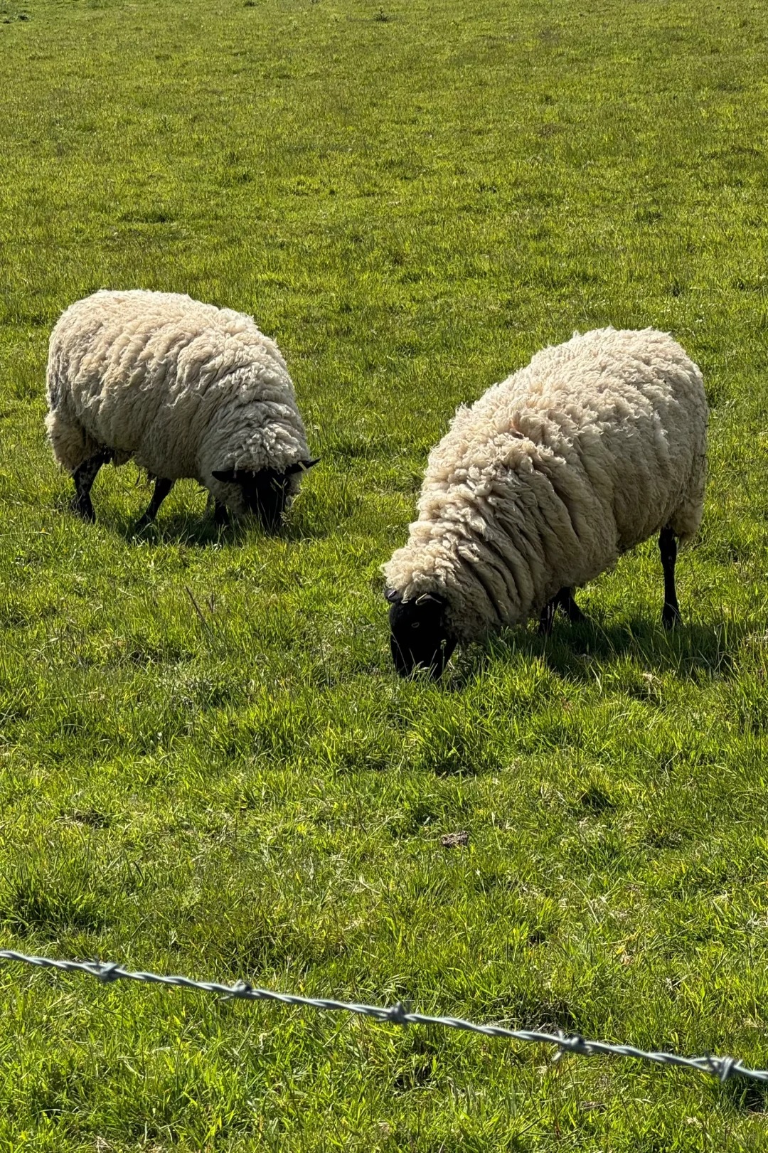 Journey ｜ 来自白垩纪的浪漫礼物💝_11_青柠无尽夏_来自小红书网页版.jpg