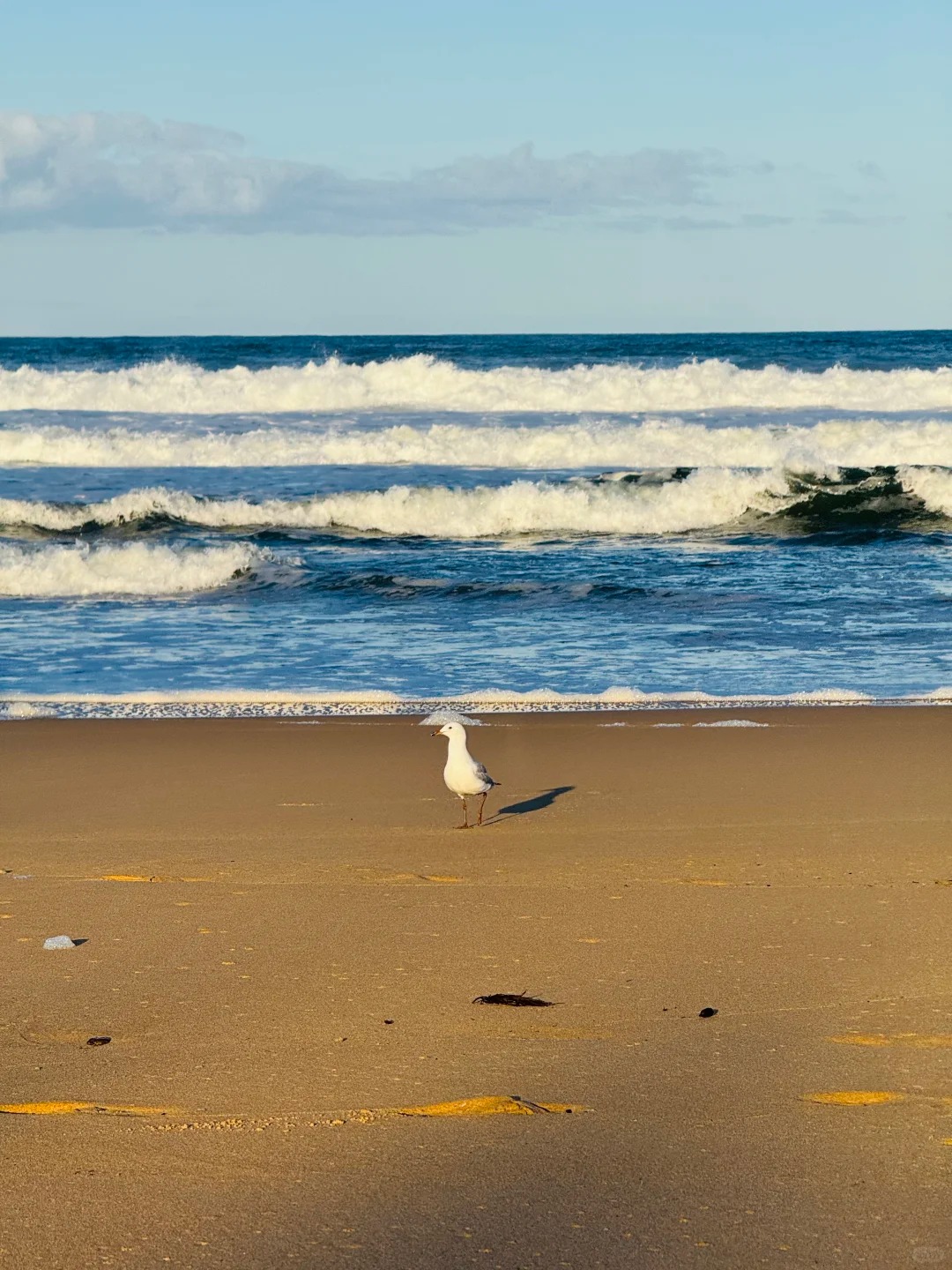 这就是澳洲最美的海岸线徒步！谁同意谁反对！_11_43度2_来自小红书网页版.jpg