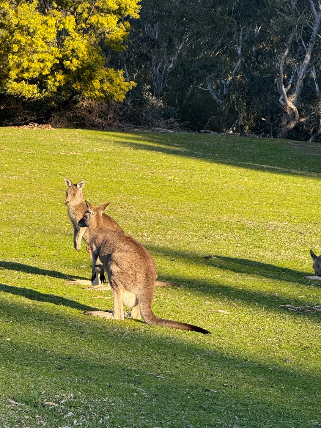 墨尔本野生袋鼠打卡成功🏅_3_Eve兔_来自小红书网页版.jpg