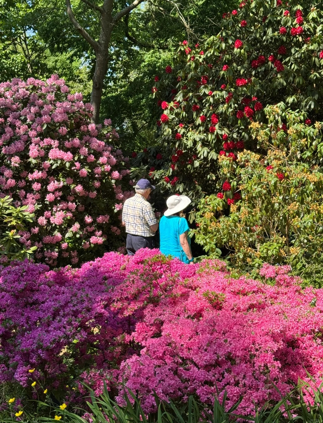 伦敦周边紫藤秘境RHS Garden Wisley_4_打喷嚏冠军_来自小红书网页版.jpg