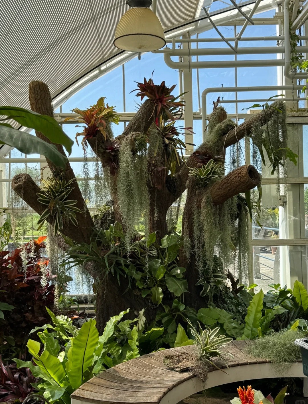 伦敦周边紫藤秘境RHS Garden Wisley_10_打喷嚏冠军_来自小红书网页版.jpg