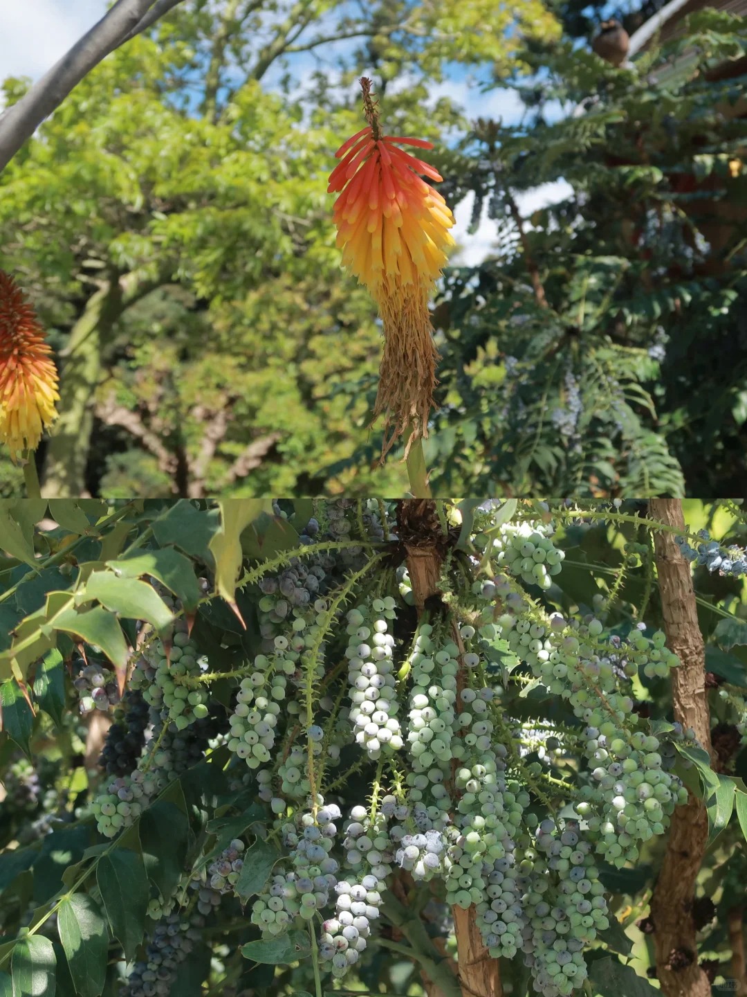 墨尔本__Royal_Botanic_Garden💐⛲️_5_iam.emily_来自小红书网页版.jpg