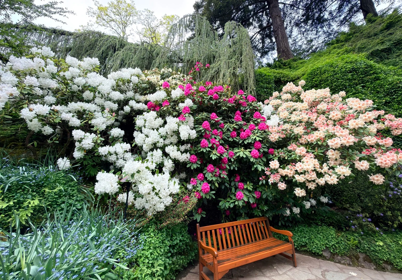 美得让人落泪的The_Butchart_Gardens_2_七页禾_来自小红书网页版.jpg