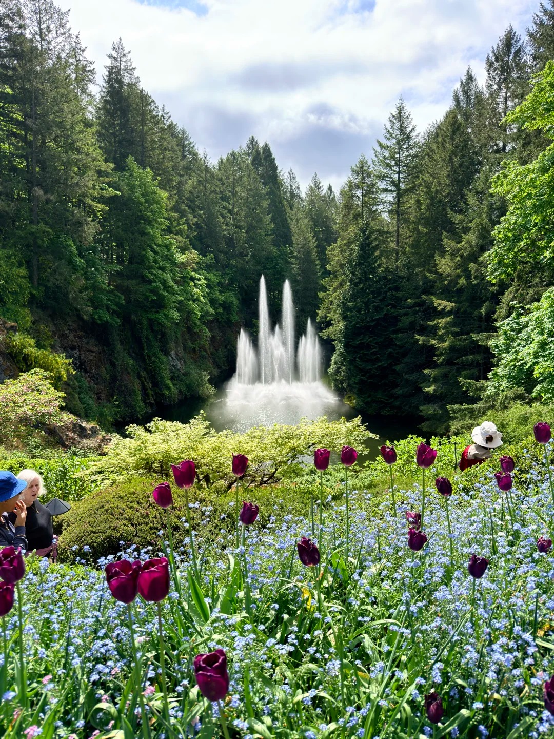 美得让人落泪的The_Butchart_Gardens_4_七页禾_来自小红书网页版.jpg