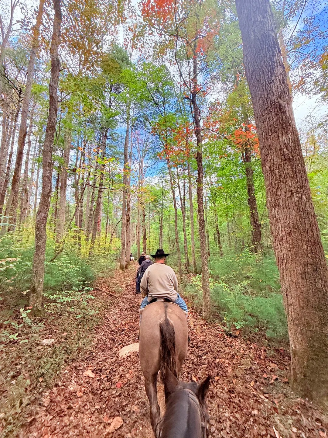Great_smoky_mountain🍂_3_柒雪_来自小红书网页版.jpg