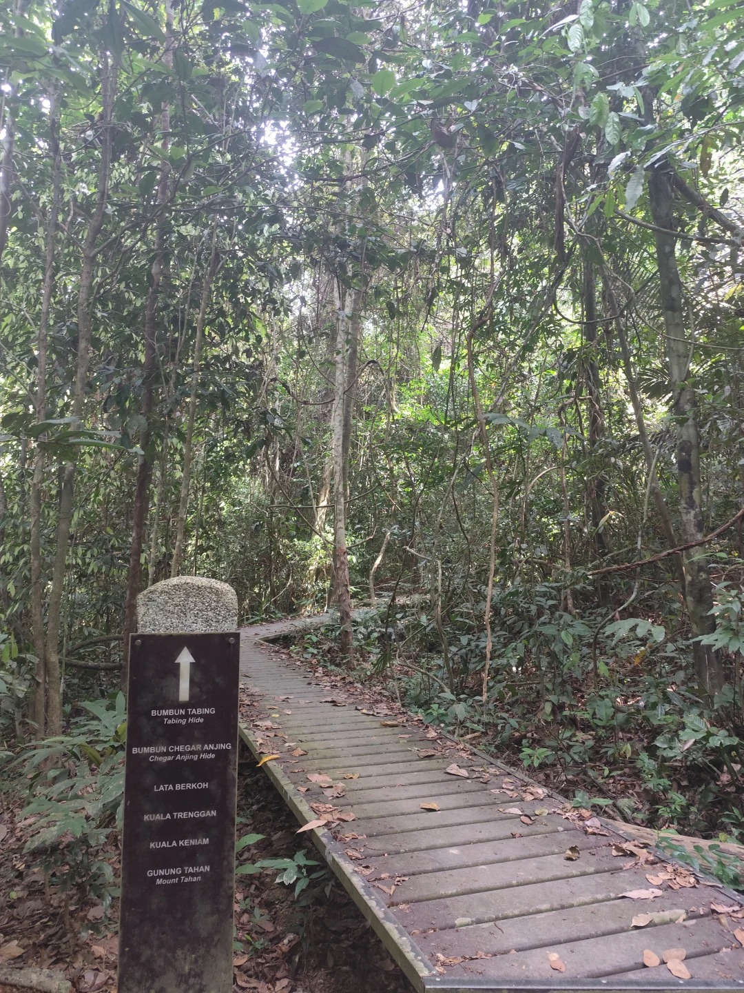 🇲🇾_大汉山国家公园徒步_9_momo_来自小红书网页版.jpg